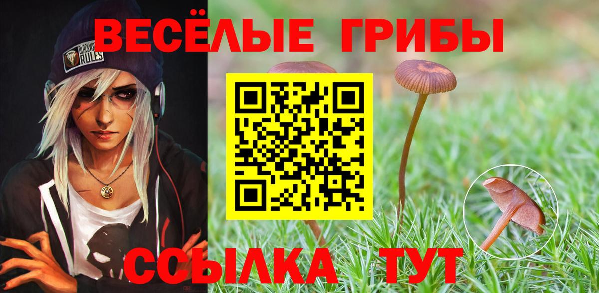 Галлюциногенные грибы Psilocybe Кингисепп